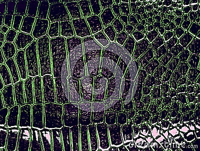 Dark alligator leather texture. Abstract background Stock Photo