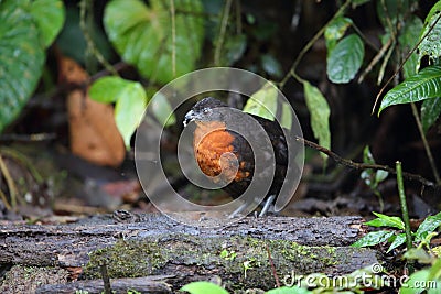 The dark-backed wood quail (Odontophorus melanonotus) in Ecuador Stock Photo