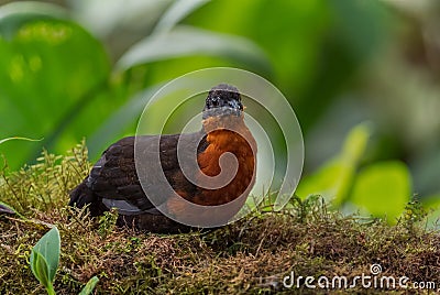 Dark-backed Wood-quail - Odontophorus melanonotus Stock Photo
