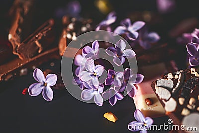 Dark background with lilac and chocolate. Slices of milk and dark chocolate with peanuts, pistachios and dried Stock Photo