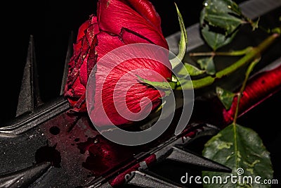 dark background with a red rose with a green stem resting on a black surface flanked by a sword Stock Photo