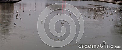 Dark banner of ocean birds on icy water, winter evening Stock Photo