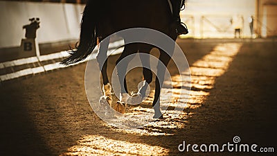 A dark Bay fast horse with a black tail and a rider in the saddle runs hooves on a sandy covered arena Stock Photo