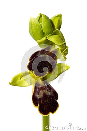 Dark Bee Orchid isolated on white - Ophrys fusca Stock Photo