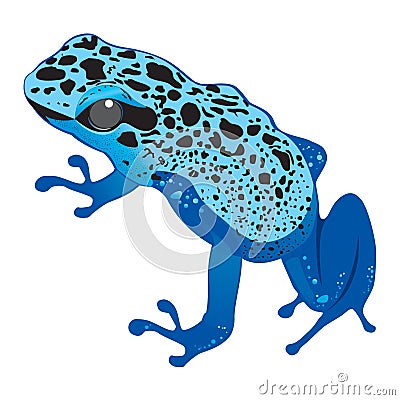 Dark blue frog Vector Illustration