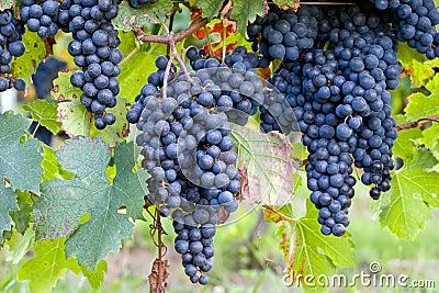 Dark blue grapes on vines Stock Photo