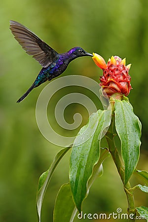 Dark blue hummingbird Violet Sabrewing from Costa Rica flying next to beautiful red flower Stock Photo