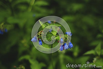 Dark blue-light blue flowers, in the summer Stock Photo