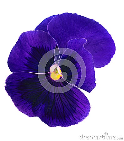 Dark blue pansy blossom isolated on white Stock Photo