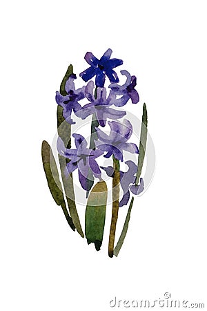 Dark blue or purple hyacinth blooming Cartoon Illustration