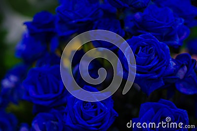 Dark Blue Rose Dark tone. Stock Photo