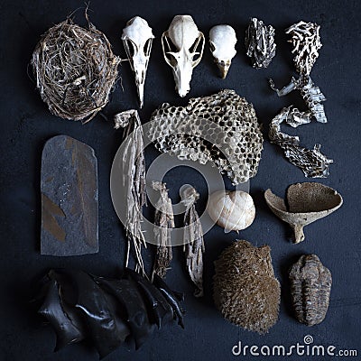 Dark blue surface with different ancient shells, skulls, and nest Stock Photo