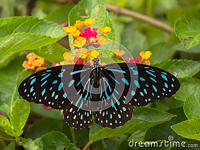 Dark Blue Tiger butterfly. Stock Photo
