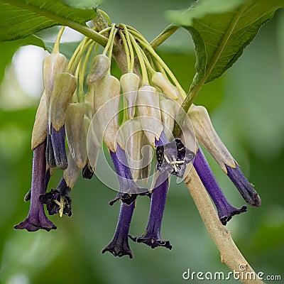 Dark blue tubular flowers in pendular clusters Stock Photo