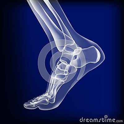 Dark blue visualization of bones of foot. Vector Illustration