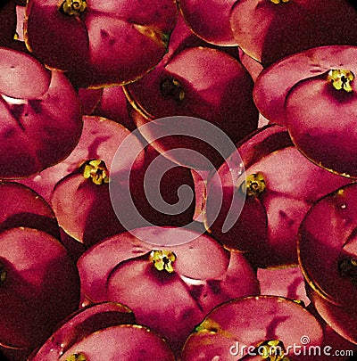 Dark blush colors spiring color euphorbia flower pattern Stock Photo