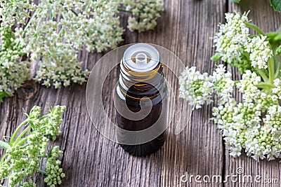 A dark bottle of essential oil with angelica plant Stock Photo