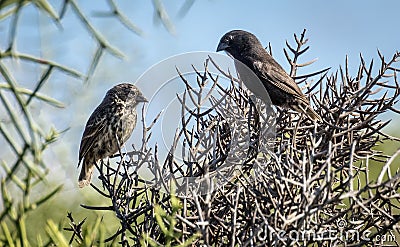 A pair of Darwin finches - Isla Isabela, Galapagos, Ecuador Stock Photo