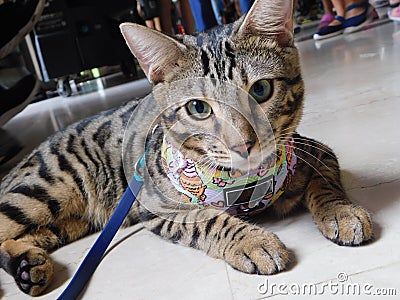 A dark brown black striped spotted furred cat closeup Stock Photo