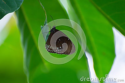 Dark brown butterflies perched on green leaves. In the midst of green nature Stock Photo