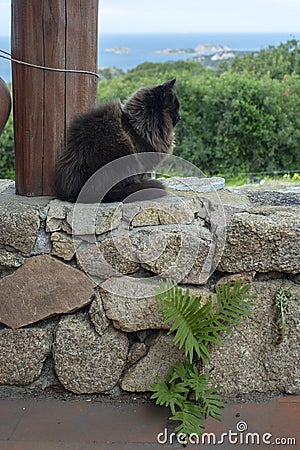 Dark brown cat sits on stone wall with sea view Stock Photo