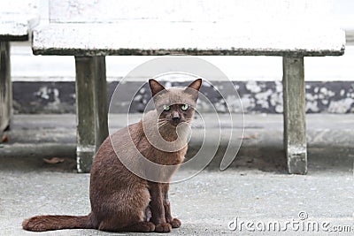 Dark brown cat sitting on the concrete ground. a small domesticated carnivorous mammal with soft fur. Stock Photo