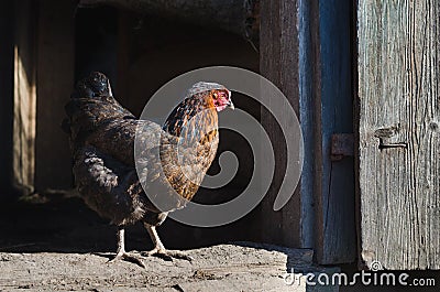 Dark brown chicken with a beautiful feather on the doorstep to the barn Stock Photo