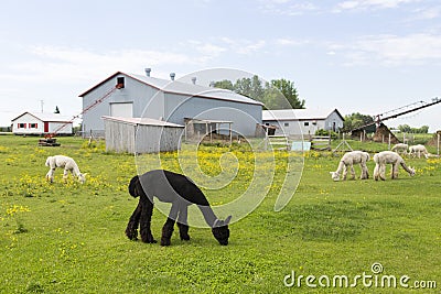 Dark brown and cream coloured alpacas grazing in their enclosure during a summer morning Stock Photo