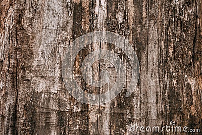 Dark brown dirty shabby tree bark. Old wood brown oak pattern background texture. Brown dark tree cracked bark background. Stock Photo