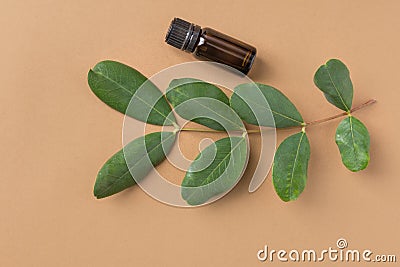 Dark brown glass bottle with essential oil tree branch with green leaves on beige background. Ayurveda skin body care Stock Photo