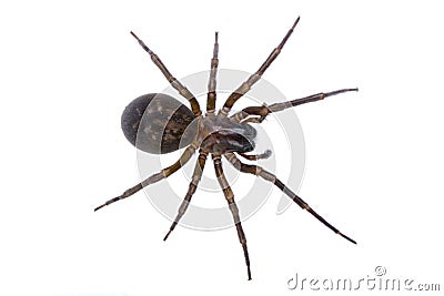 Dark brown spider on a white background Stock Photo