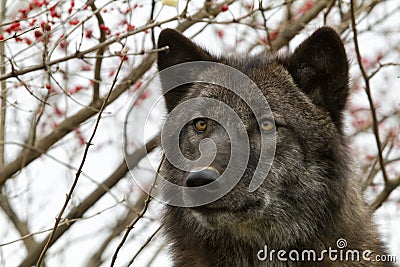 Dark brown wolf with amber eyes head shot Stock Photo