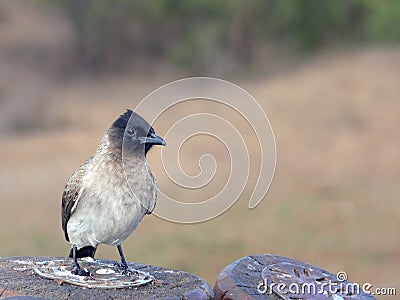 Dark-capped bulbul (Black-eyed bulbul). Stock Photo