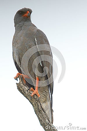 Dark Chanting Goshawk (Melierax metabates) . Stock Photo