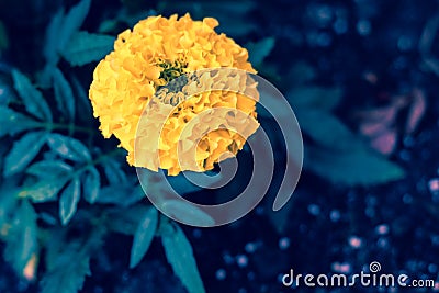 Dark close up image of yellow marigold flower Stock Photo