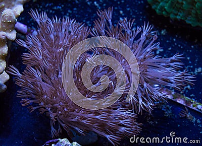 Dark Colored Pulsing Xenia Soft Coral Stock Photo