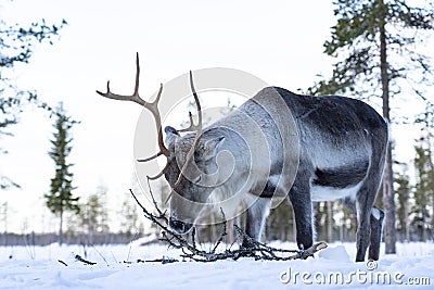 Dark colored reindeer with white belly eating lichen Stock Photo