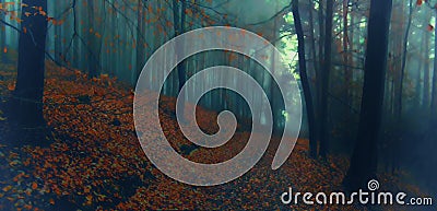 Dark creepy foggy beech forest Stock Photo