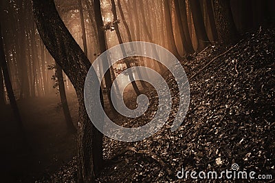 Dark creepy forest with red fog on halloween Stock Photo