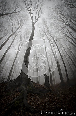 Dark creepy man in forest with fog on Halloween Stock Photo