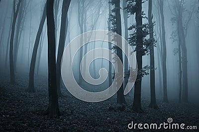 Dark creepy mysterious forest with blue fog Stock Photo