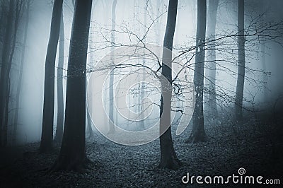 Dark creepy scary forest with fog on a late autumn evening Stock Photo