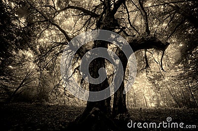 Dark creepy scary strange tree in a forest with fog on halloween Stock Photo