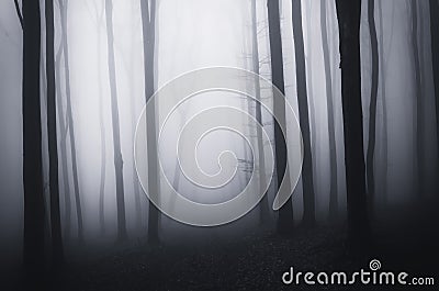 Dark creepy spooky forest on Halloween with fog Stock Photo