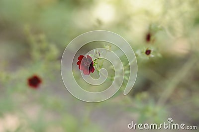 Dark Crimson Cinquefoil Stock Photo