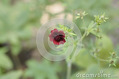 Dark Crimson Cinquefoil Stock Photo