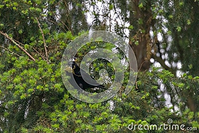 dark crow perched in low tree branch Stock Photo