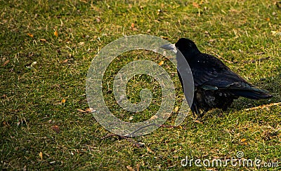 Dark crow standing on the ground. Place for inscription Stock Photo
