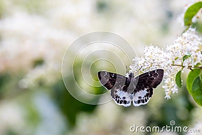 Dark Edged Snow Flat Tagiades menaka Stock Photo