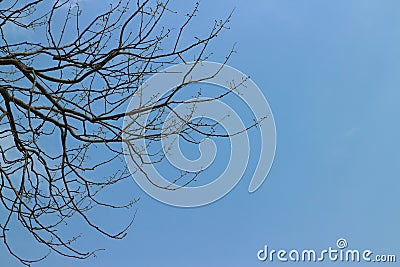 Dark empty branches of a cherry tree in a blue sky among white clouds Stock Photo